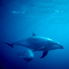 Dolphins
