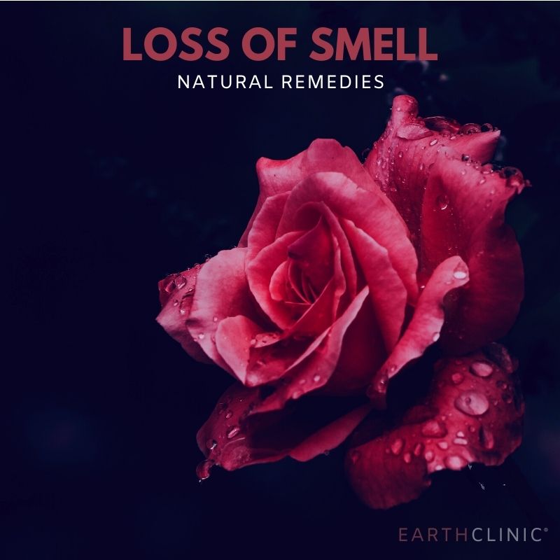 Loss of Smell Remedies.