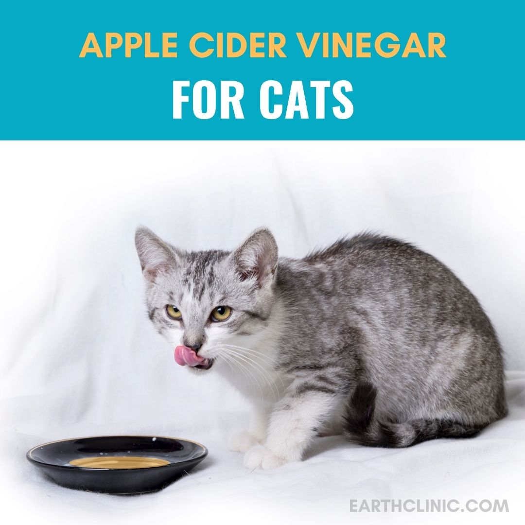 Apple Cider Vinegar for Cats.