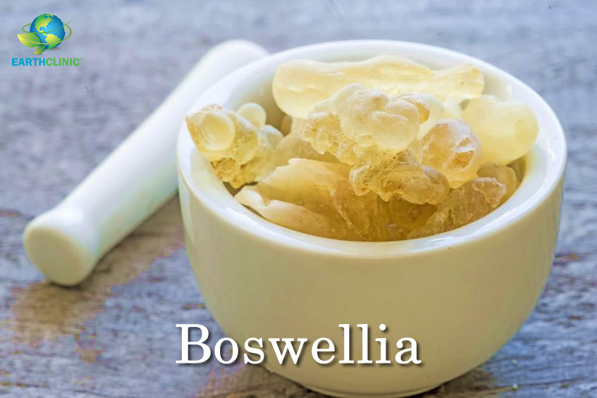 Boswellia's Amazing Health Benefits