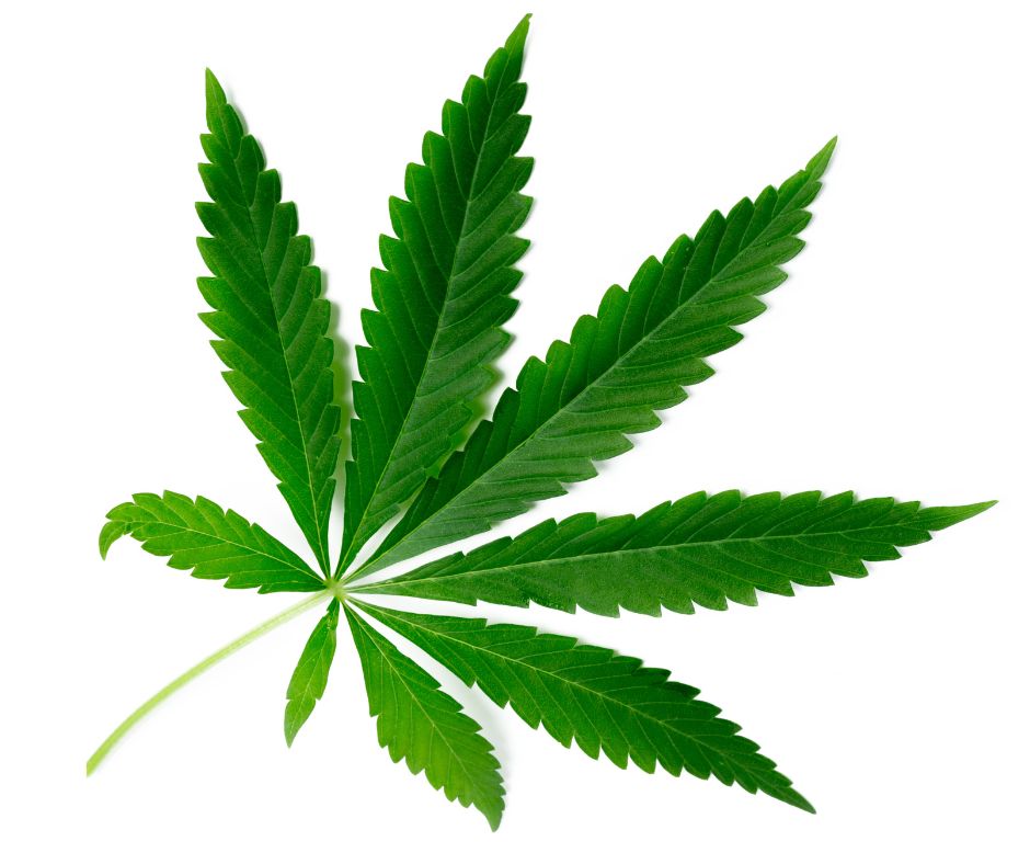 Cannabis Leaf.