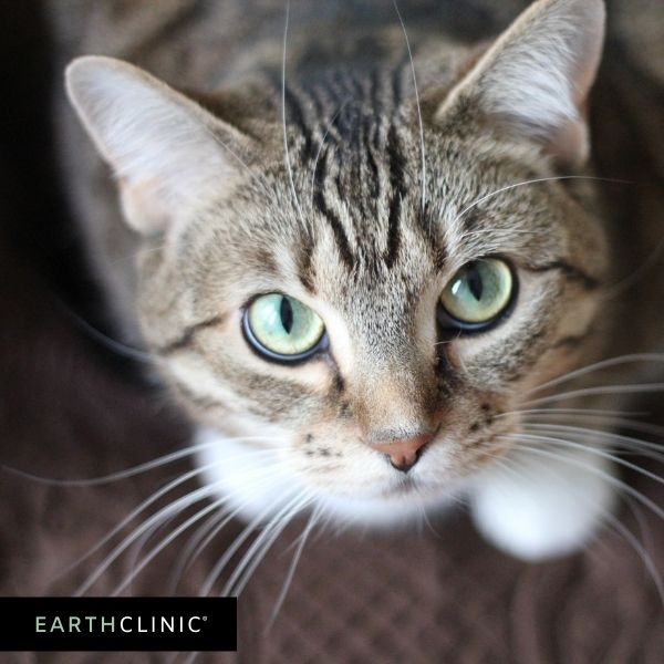 Cat remedies on Earth Clinic.