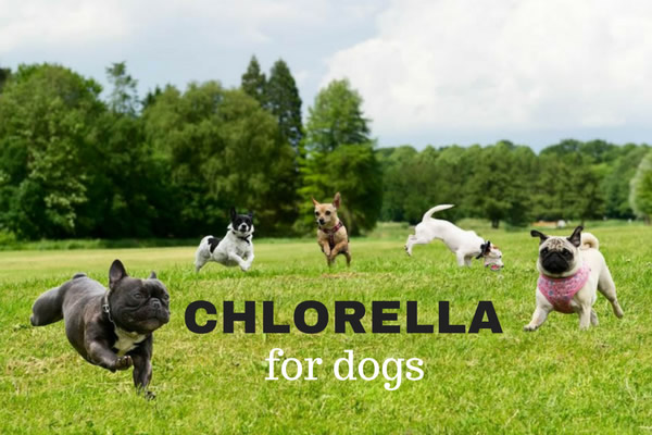 Chlorella for Dogs