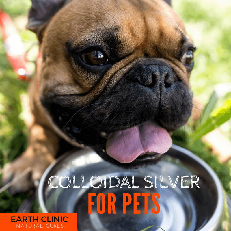 Colloidal Silver for Cats and Dogs