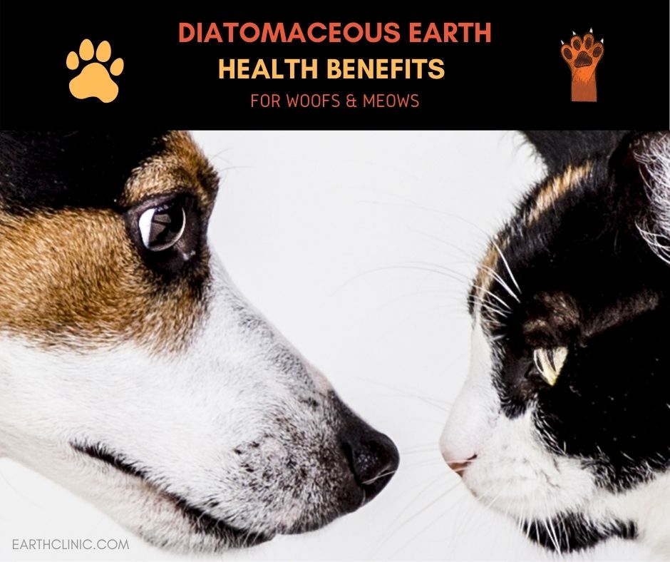 Diatomaceous Earth Benefits for Pets