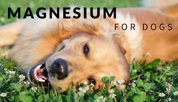 Do Dogs Need Magnesium
