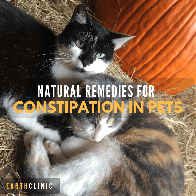 Natural Remedies for Constipation in Pets