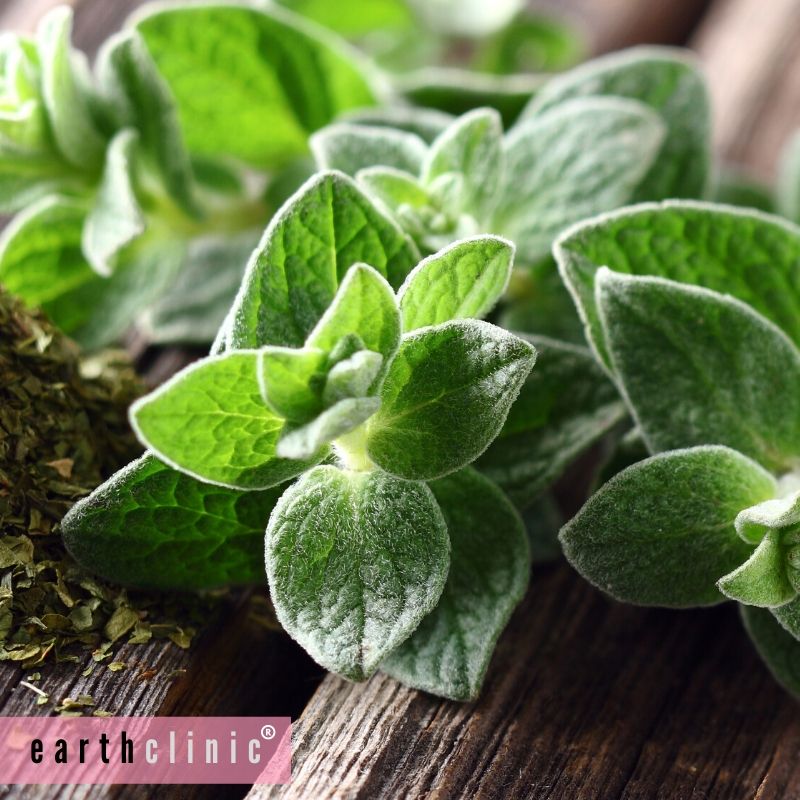 Oil of Oregano for Sinus Infections