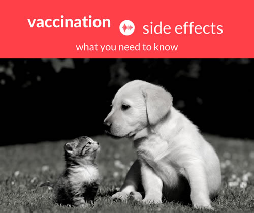 Pet Vaccination Side Effects