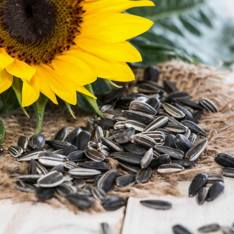 Sunflower Seed Health Benefits