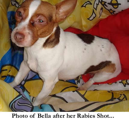 Bella After Rabies Shot