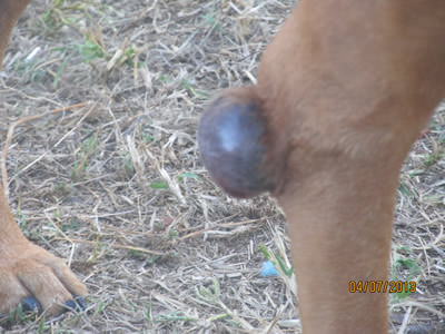 Dog Tumor Before Remedies