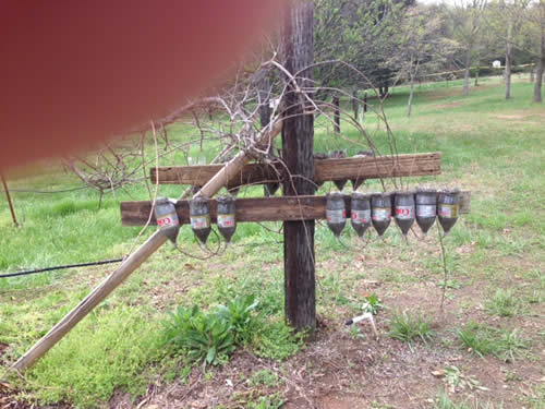 muscadine propagation method