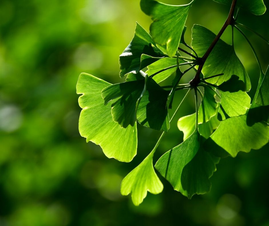 Gingko Biloba for Hearing Loss