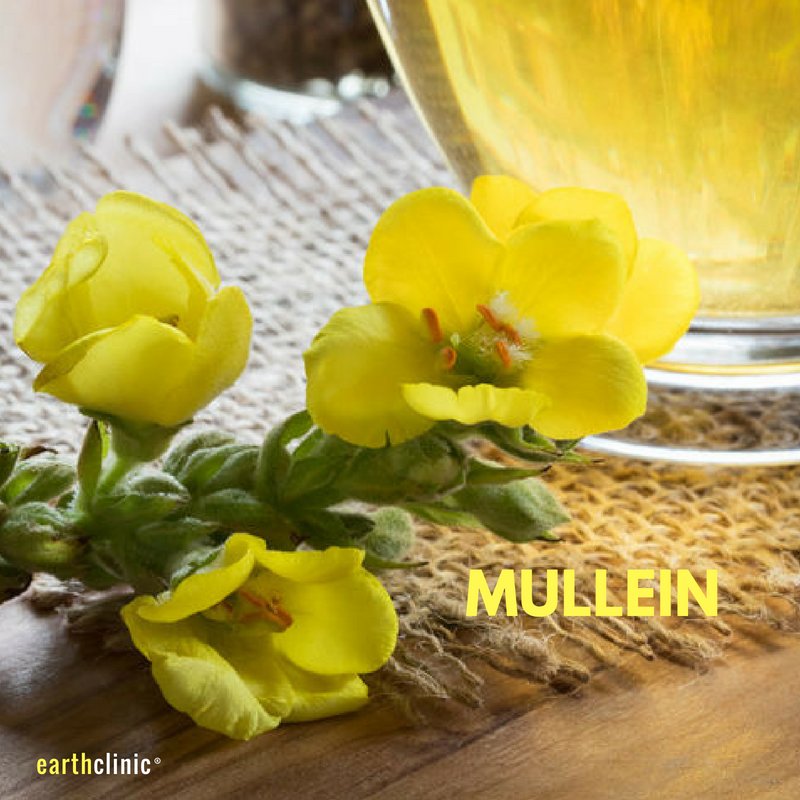 Mullein Health Benefits