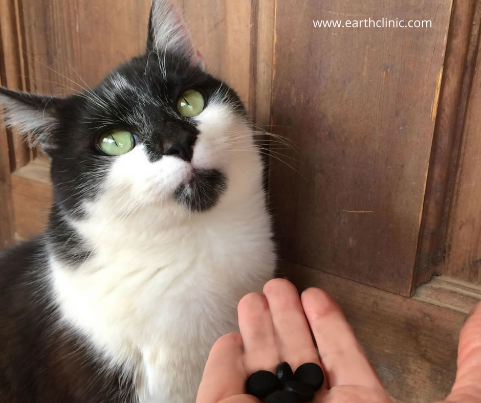 Activated Charcoal for Pets