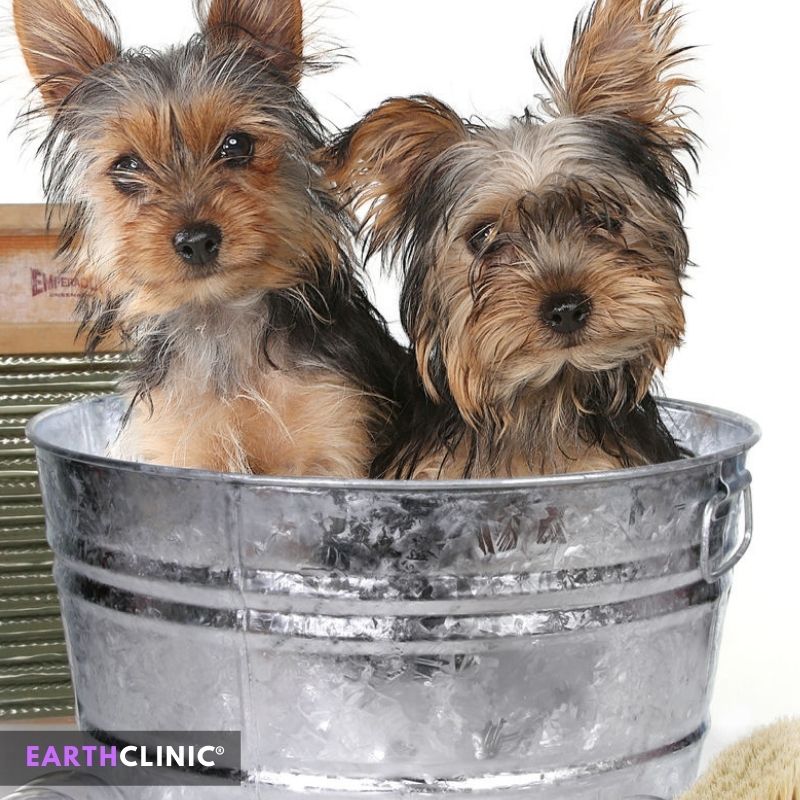ACV Baths for Pets: Enhance Dog & Cat Health Naturally