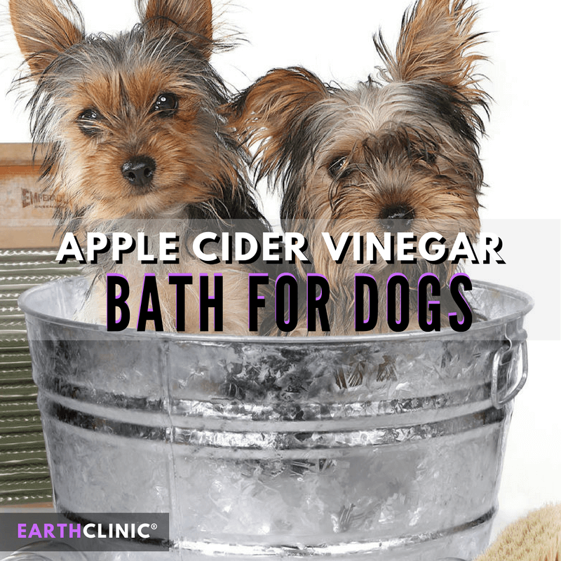 Apple Cider Vinegar Bath for Dogs