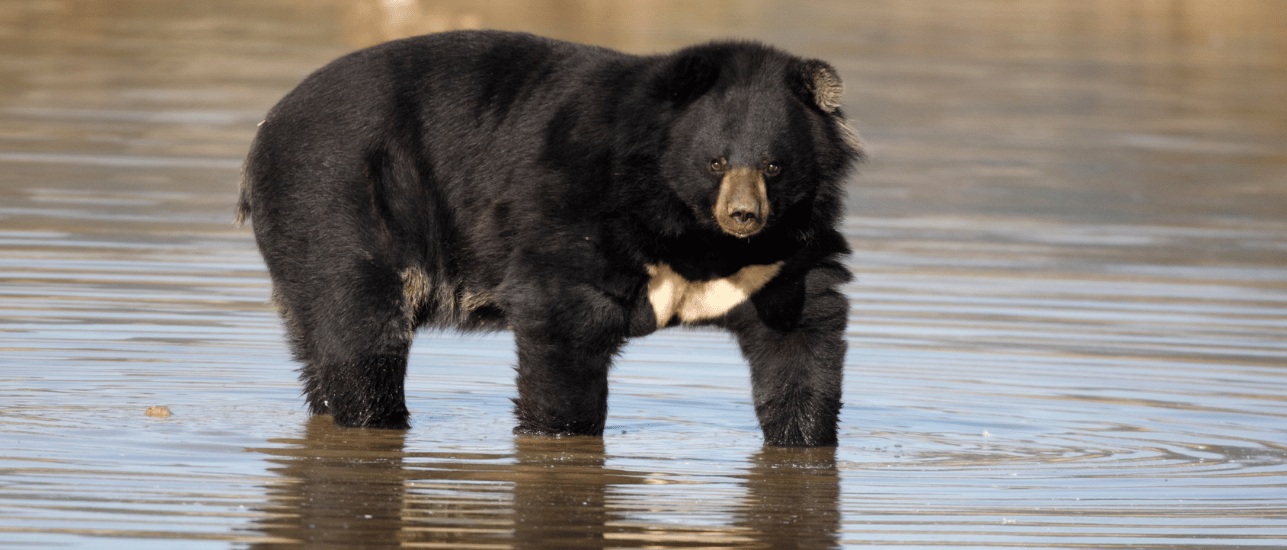 Asiatic Black Bear