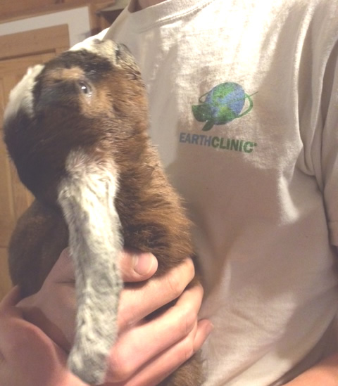 Baby Goat Gazing Upward at Boy