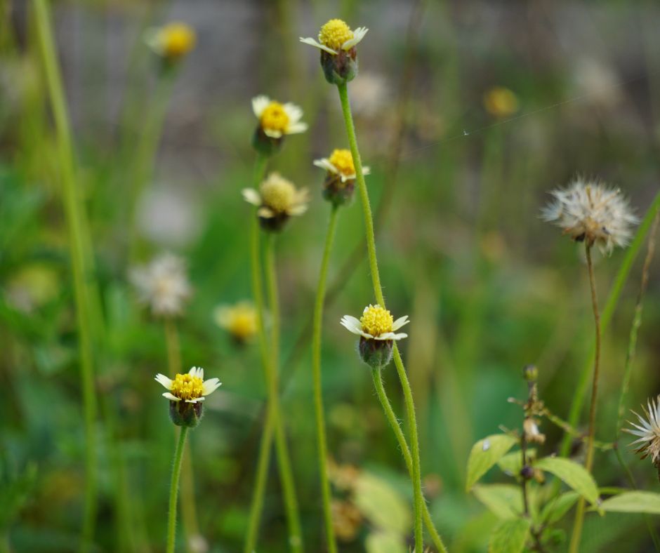 Bidens Pilosa