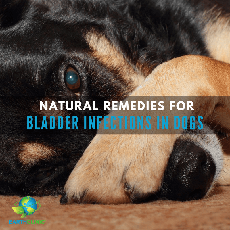 how can i naturally treat my dogs uti