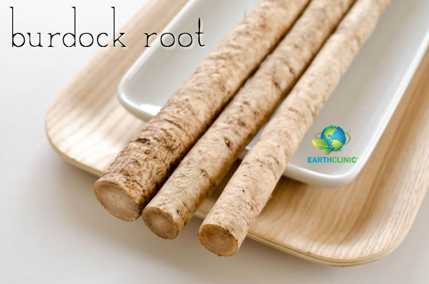 Burdock Root Health Benefits