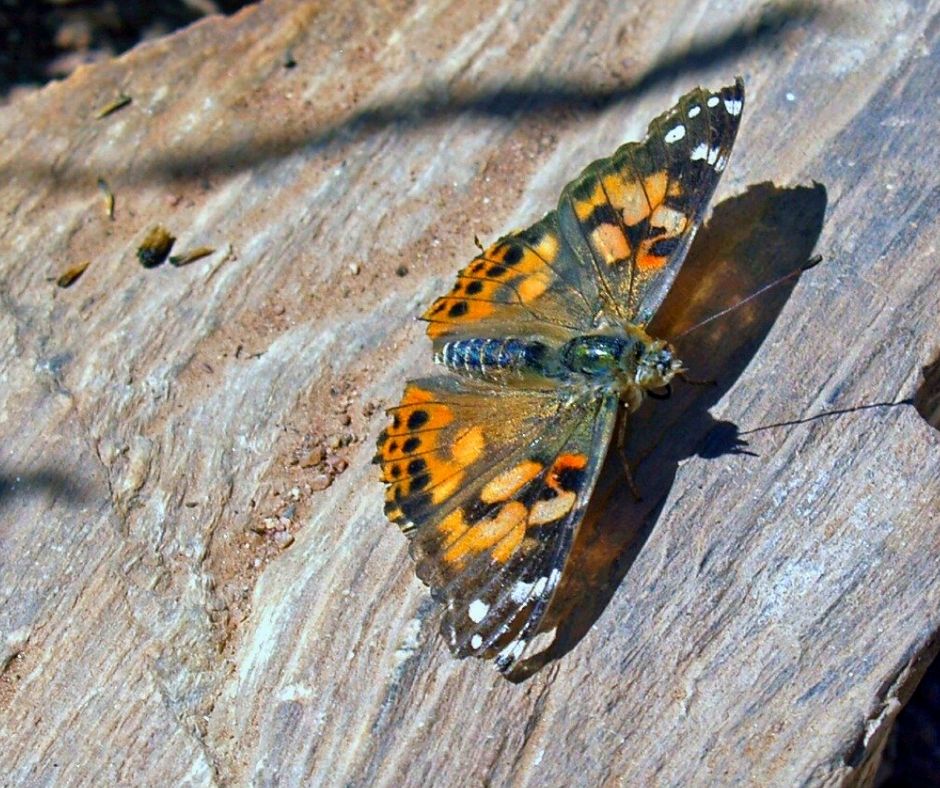 Butterfly warming itself on a rock in the morning