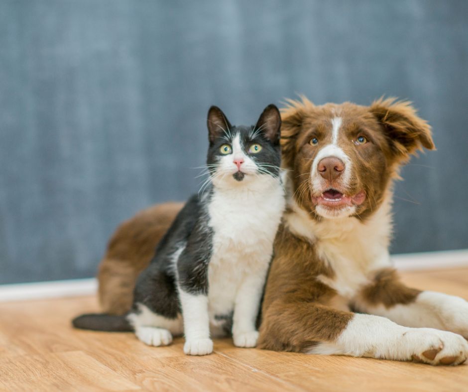 Cat and Dog