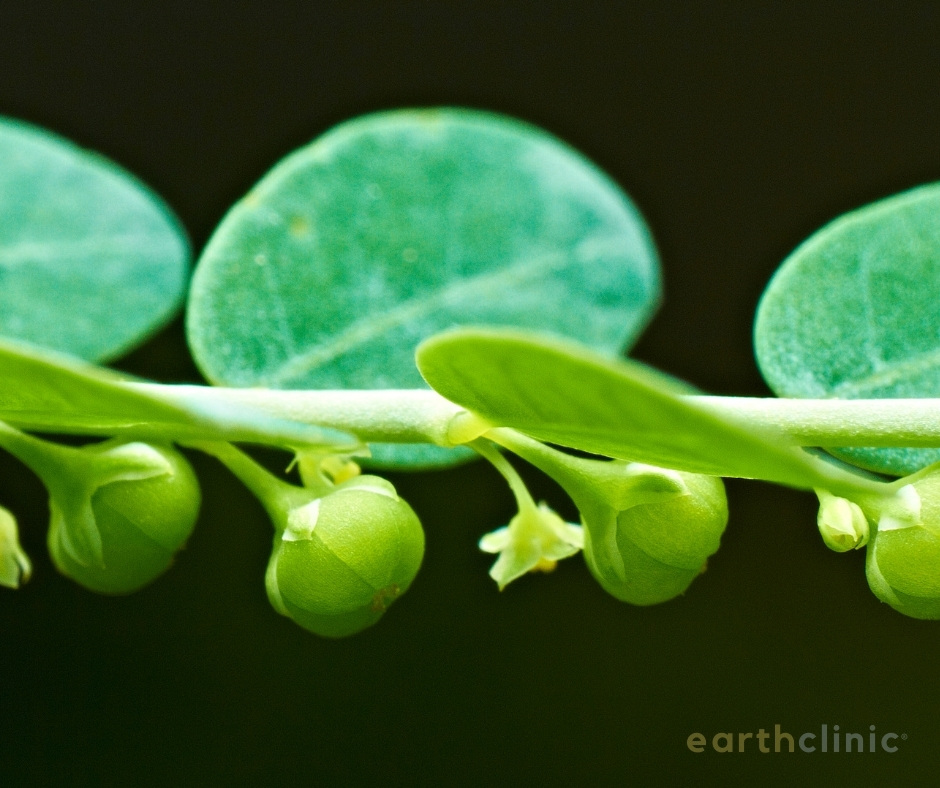 Chanca Piedra for Gallbladder Attacks