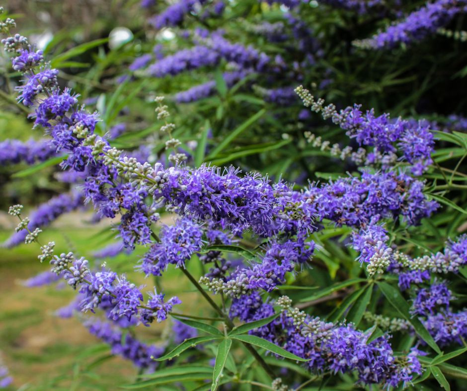 Chaste Tree Berry for Night Sweats.