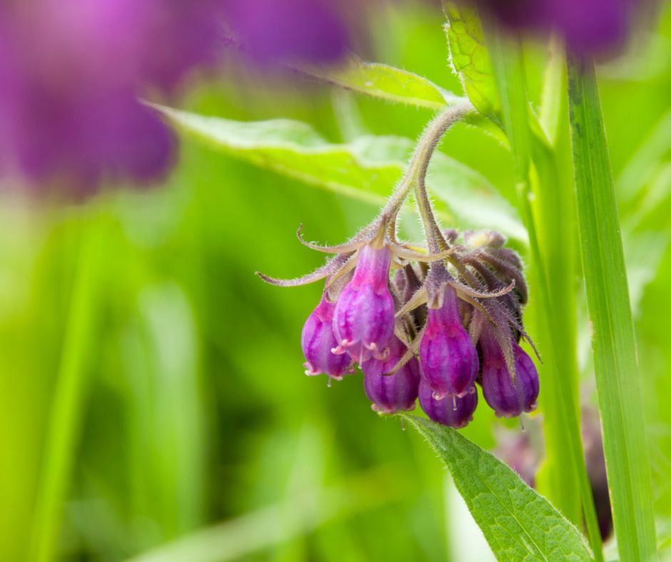 Comfrey.