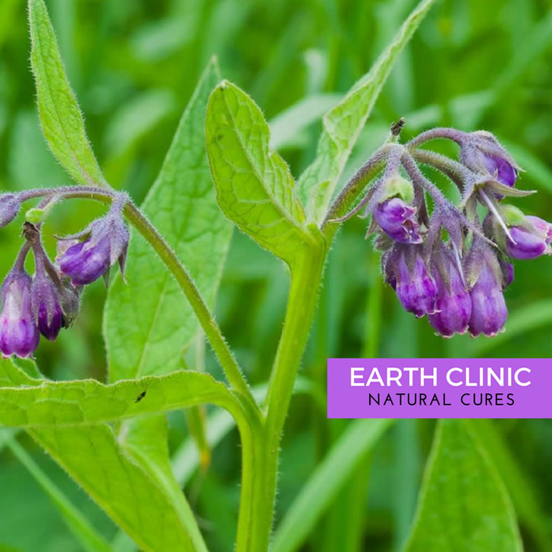 Comfrey Health Benefits and Side Effects