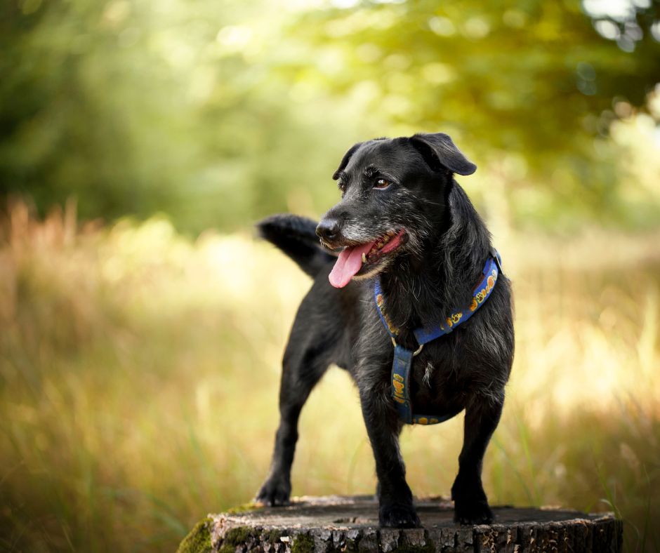 Natural arthritis relief shop for dogs