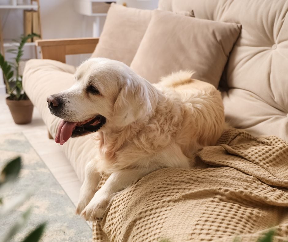 Dog resting comfortably indoors