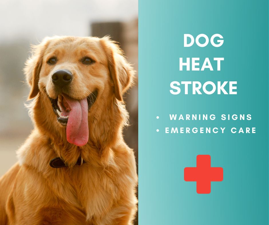 Prevent Dog Heat Stroke
