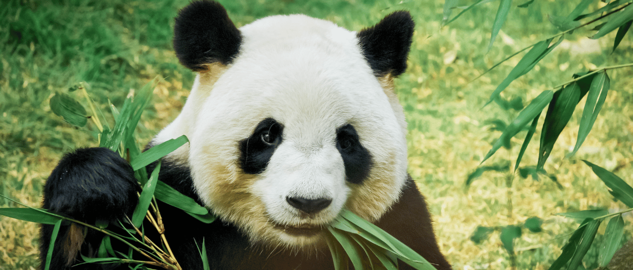 Giant Panda