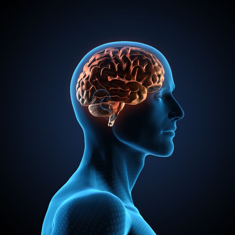 Glioblastoma Supplements