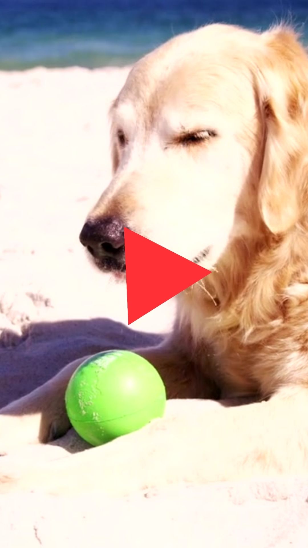 Heat Stroke Symptoms in Dogs Video