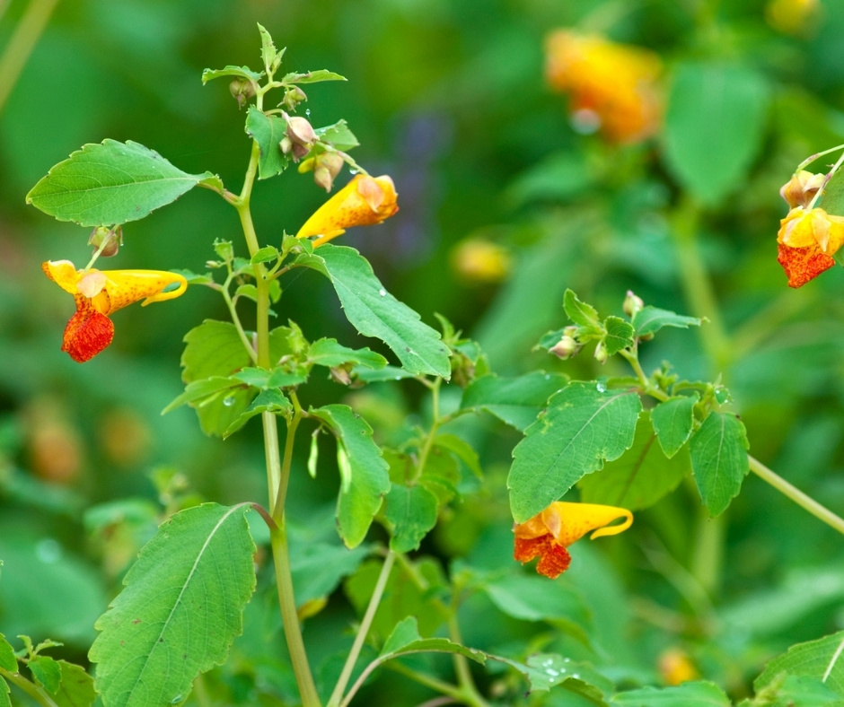 jewelweed.