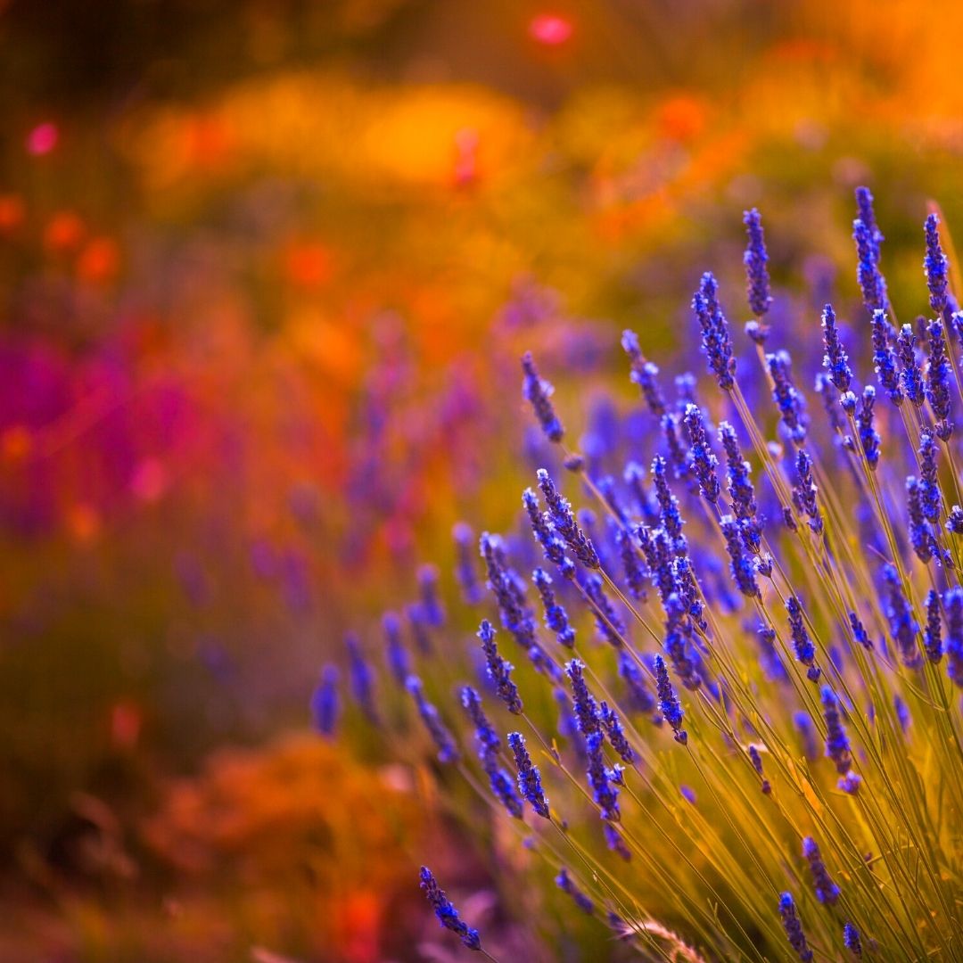 Lavender Health Benefits