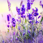 Lavender.