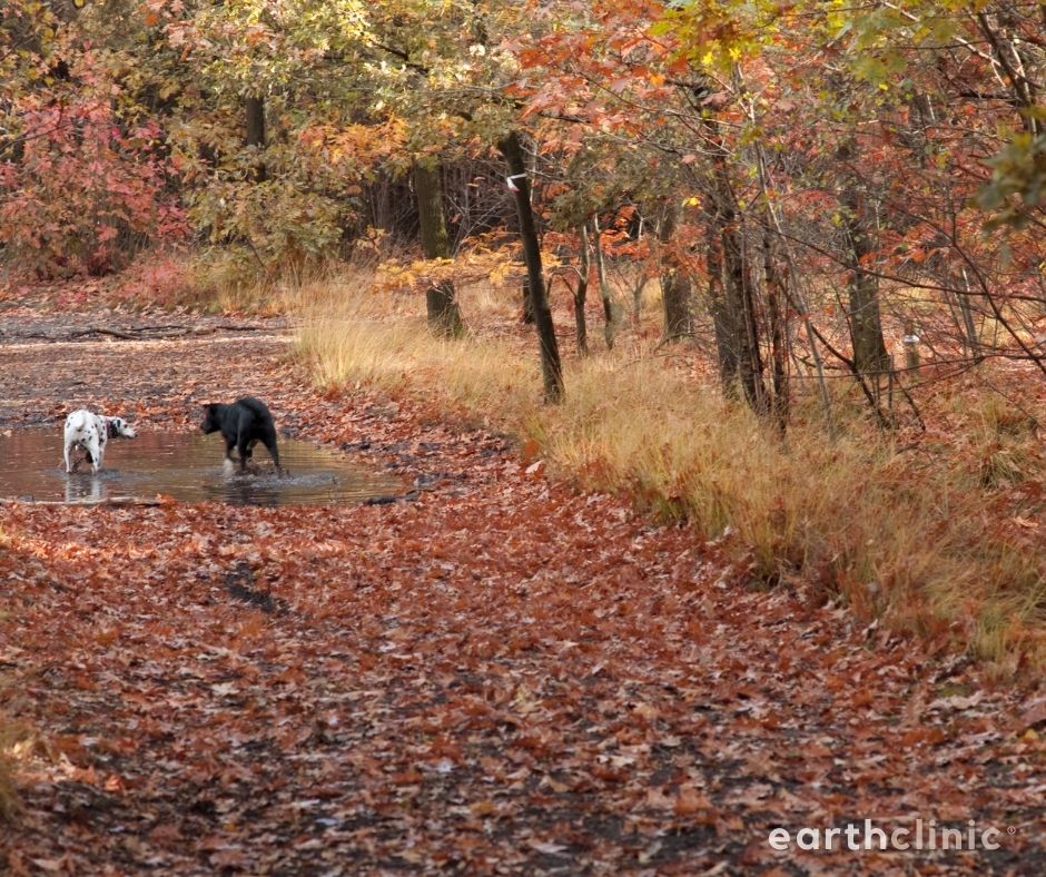 Leptospirosis in Dogs