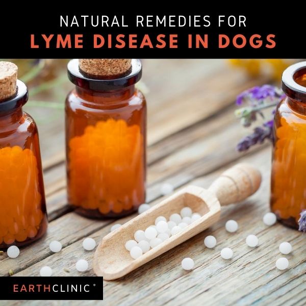 Lyme Disease Remedies for Dogs