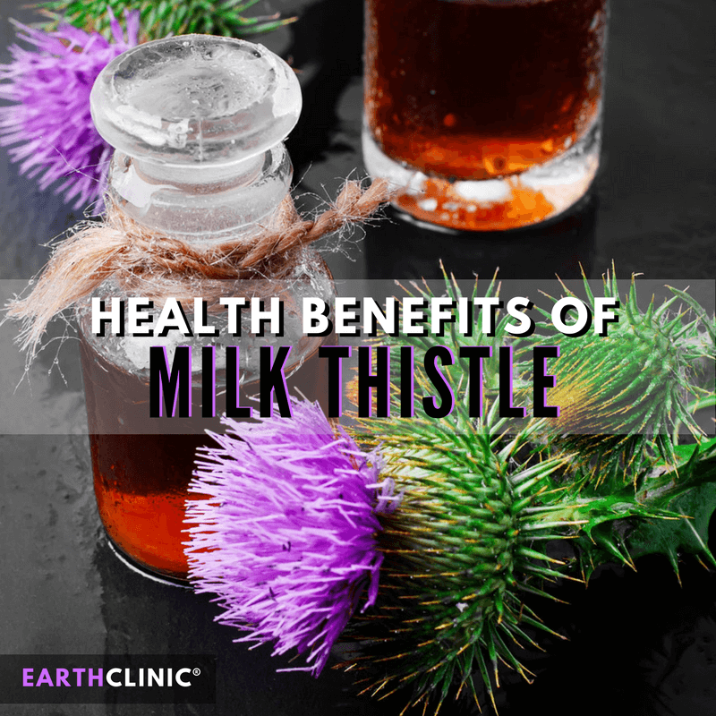 Milk Thistle Health Benefits