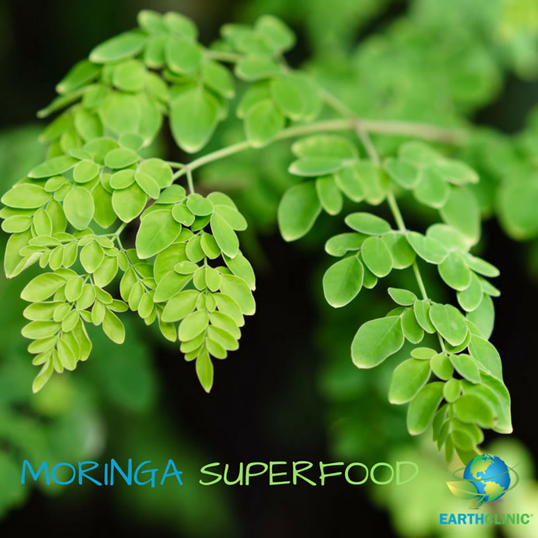 Moringa Health Benefits