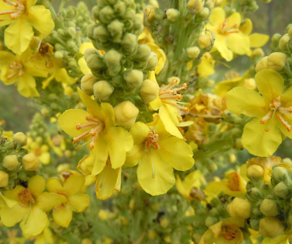 Mullein.