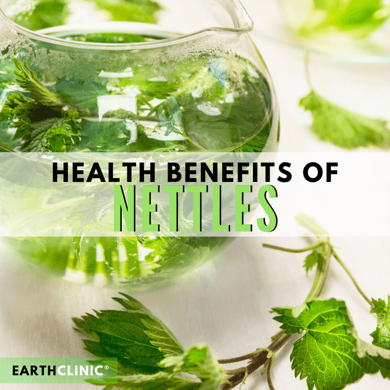 Nettle Health Benefits