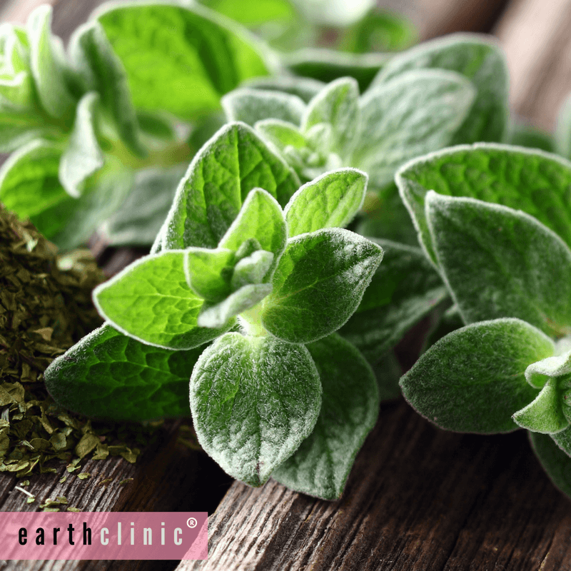 Oregano Oil Health Benefits