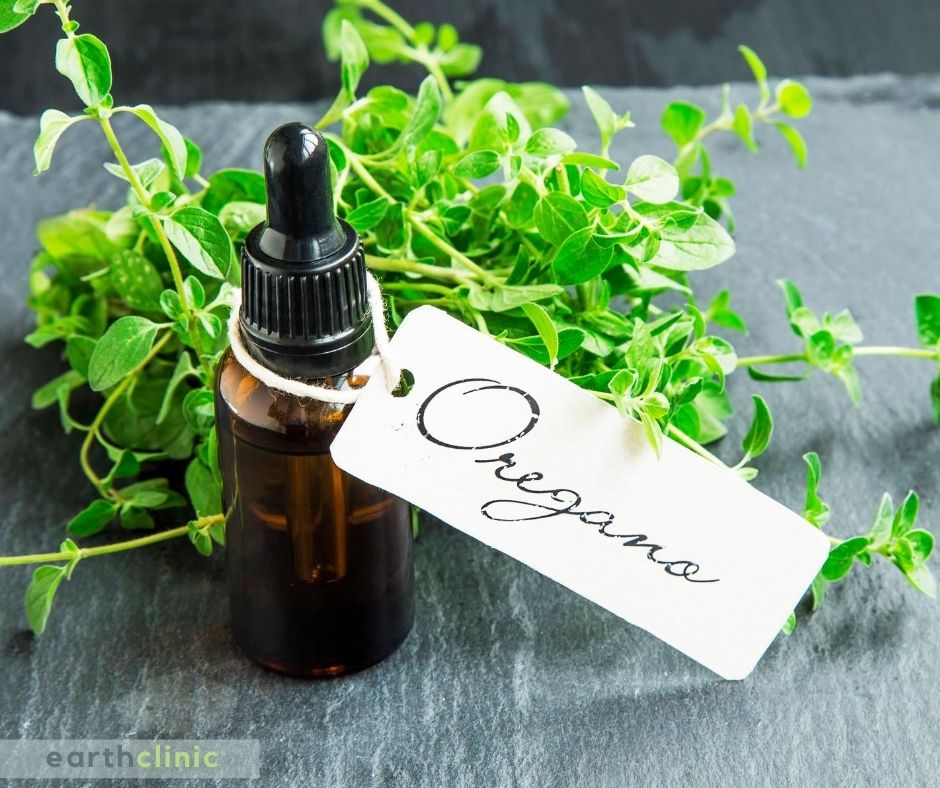 oregano oil for leishmaniasis